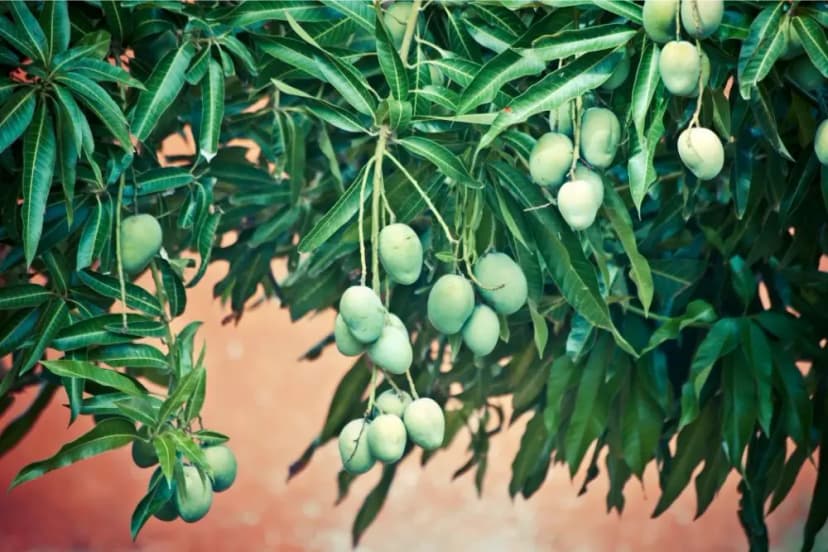 Fresh off the Tree