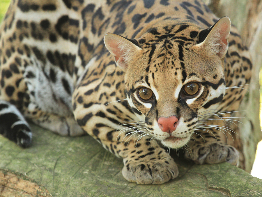 ocelot