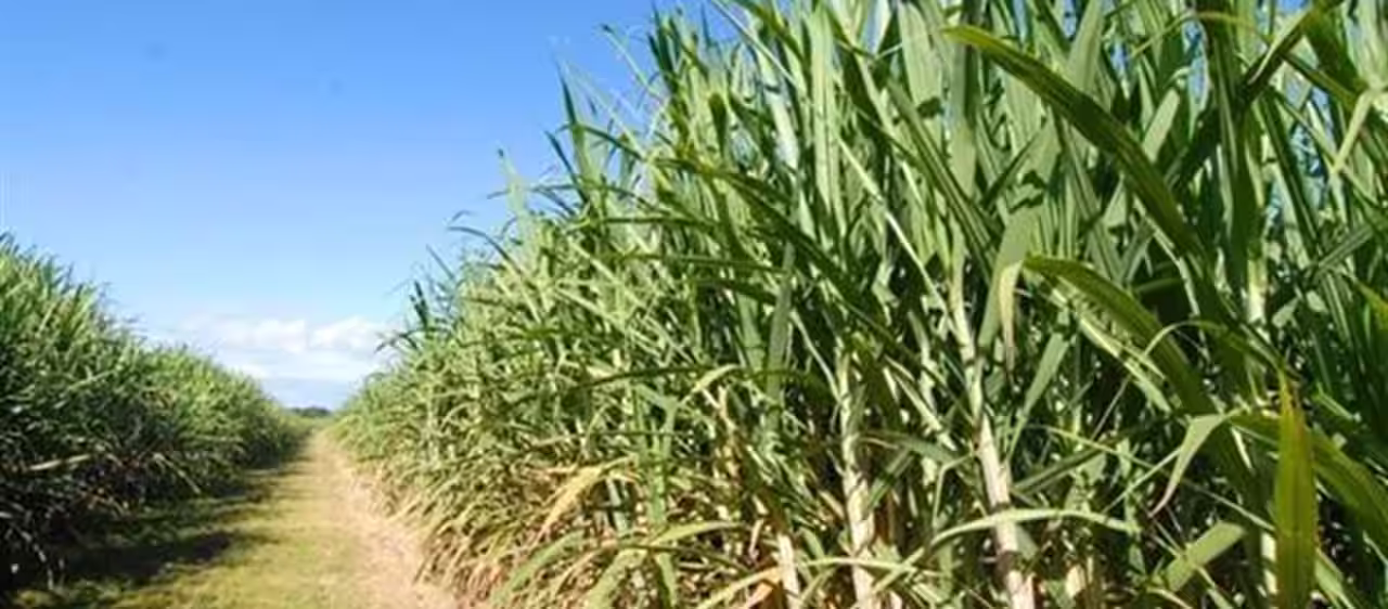 Agricultural land in south Trinidad — the farming heartland around Penal and Debe that would be paved over for an AI data centre.