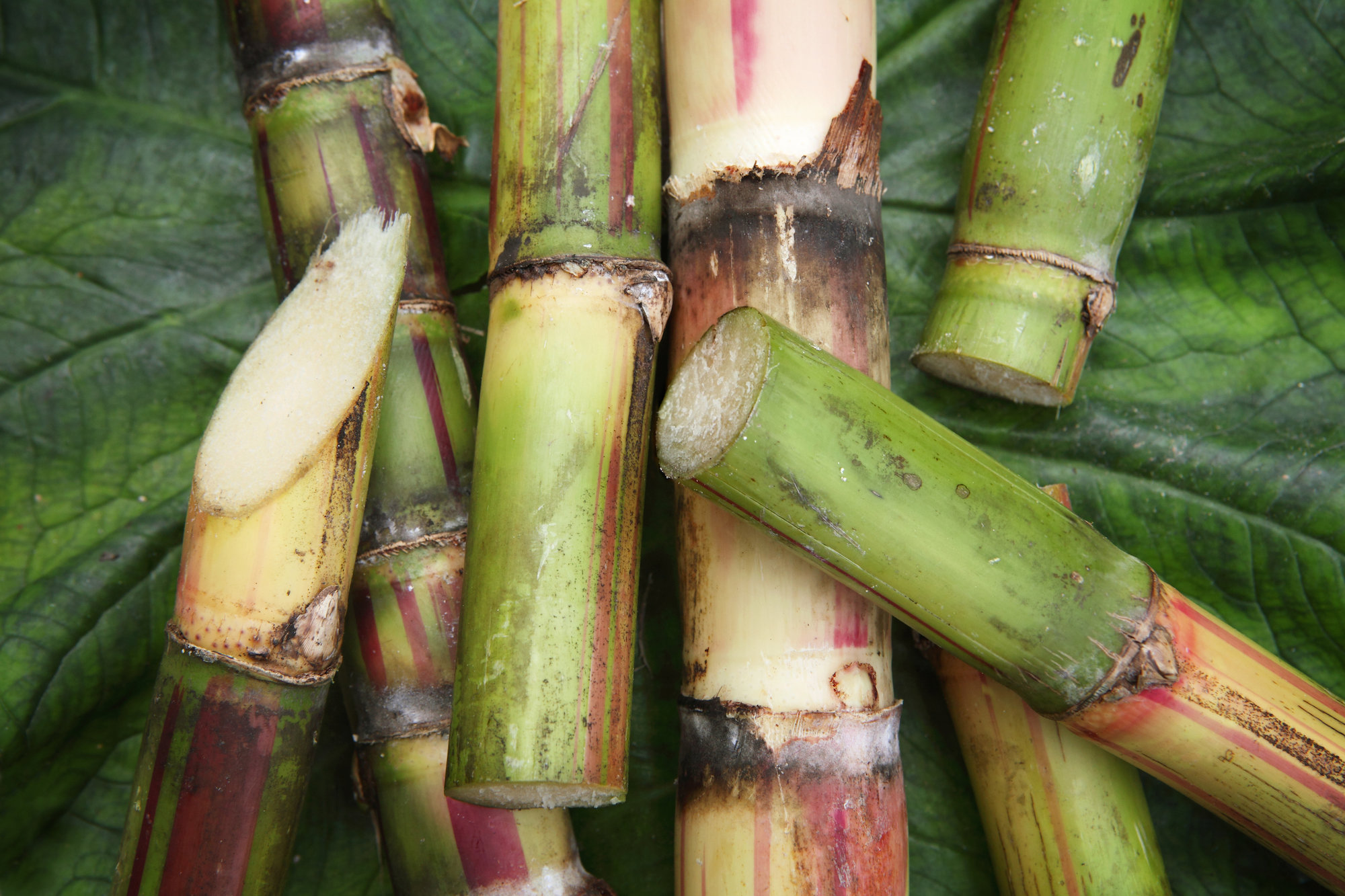 sugar cane